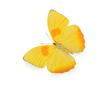 孤立在白色的黄色蝴蝶
