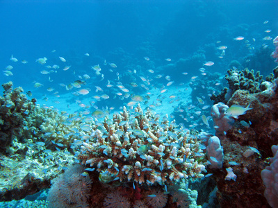 在深蓝色的水背景上的将军澳支线海底珊瑚礁
