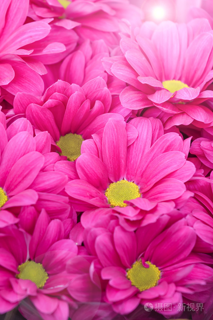 美丽的粉红色菊花花朵与阳光