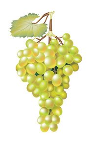 绿色鲜食葡萄