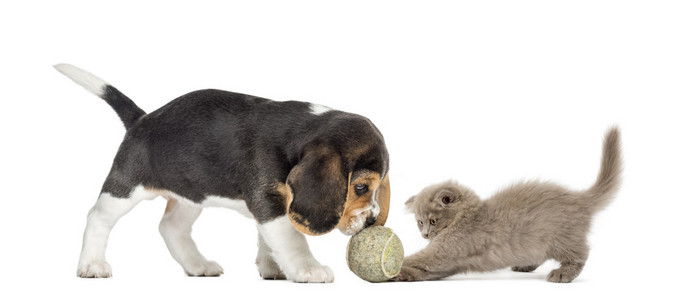 小猎犬的小狗和高原折叠小猫玩球