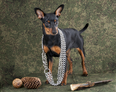 短毛猎犬观察海滩上发生的事情小黑色达克顺德和西部高地白色猎狗演奏