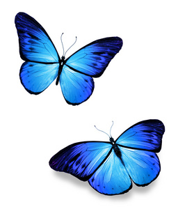两个蓝蝴蝶