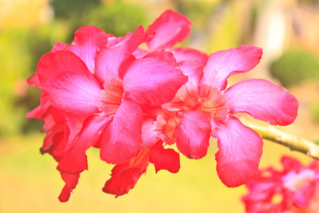 美丽的粉红色杜鹃花花热带花卉