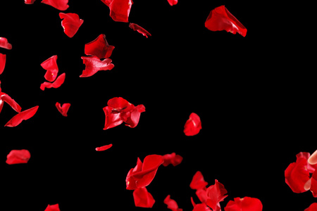 美丽的红玫瑰花瓣，在黑色的背景上