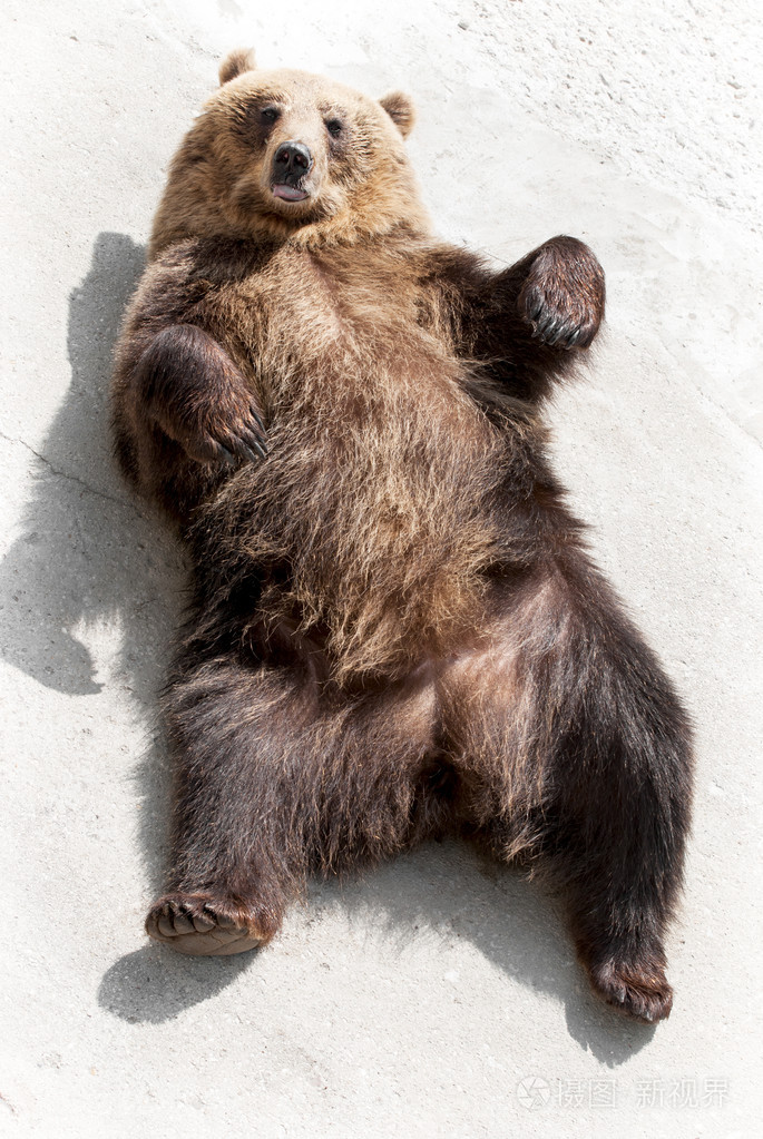 棕色的熊 (熊动物) 躺在地上照片-正版商用图片1f2ll4-摄图新视界