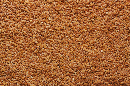 粒小麦