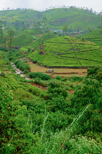 在斯里兰卡的茶叶种植园景观