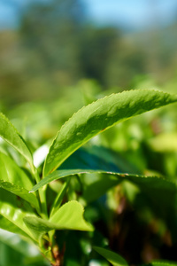 绿色的叶子，茶叶在斯里兰卡特写