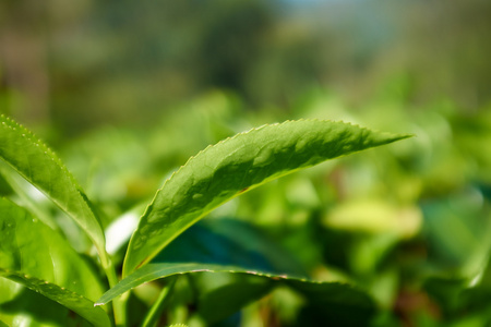 绿色的叶子，茶叶在斯里兰卡特写