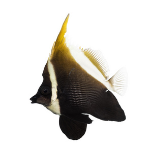 有角的 bannerfish，heniochus 关系式作上孤立的侧视图