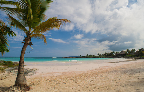 在热带天堂的棕榈和热带海滩图片