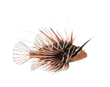 broadbarred firefish antennata 蓑，孤立的侧视图