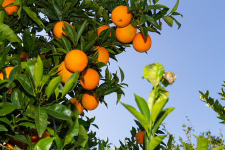 新鲜成熟的橘子树上