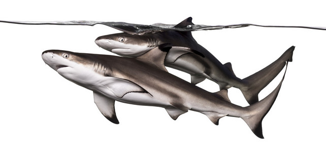 在表面，隶属真鲨米游泳的两个黑鳍礁鲨