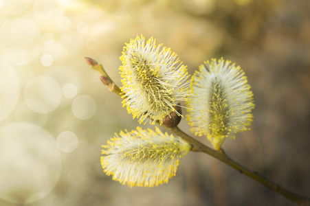 三个黄色柔荑花序上分支，在落日 春天的花朵