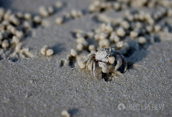 在海滩上的斯氏沙蟹