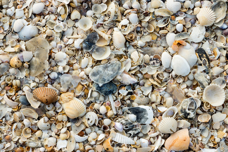 沙子和贝壳的背景