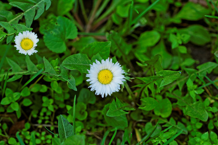 洋甘菊