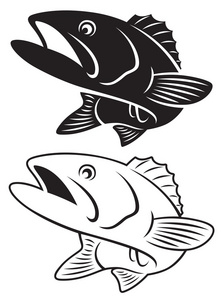 鱼低音的插图