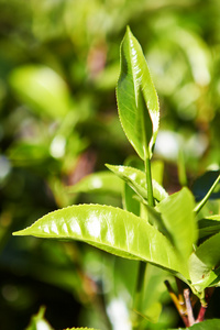 在亚洲的斯里兰卡茶田图片