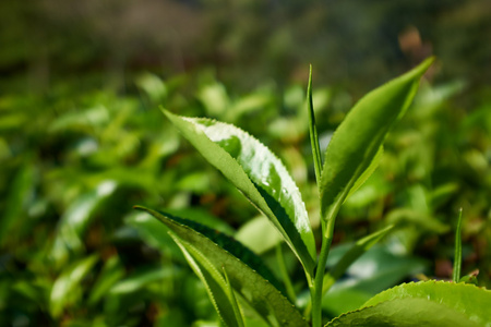 绿色的叶子，茶叶在斯里兰卡特写