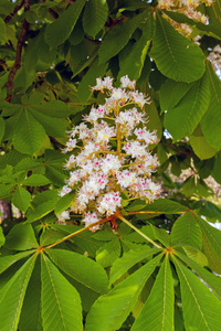 开花 chestnut2