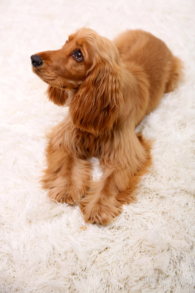美丽可卡犬在白色的地毯上