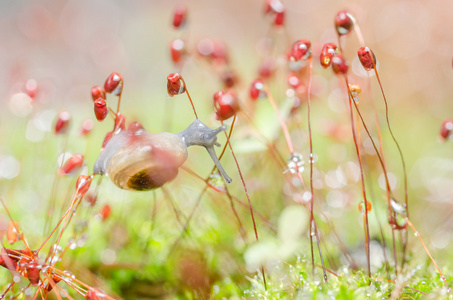 蜗牛和苔藓