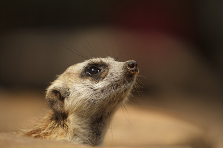 猫鼬或 suricate，suricata suricatta