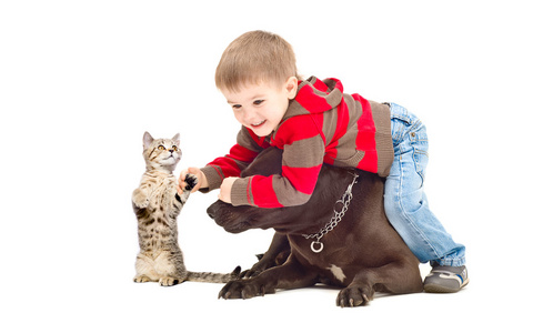 有趣的游戏男孩 一只狗和一只小猫