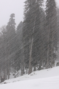 在降雪的森林