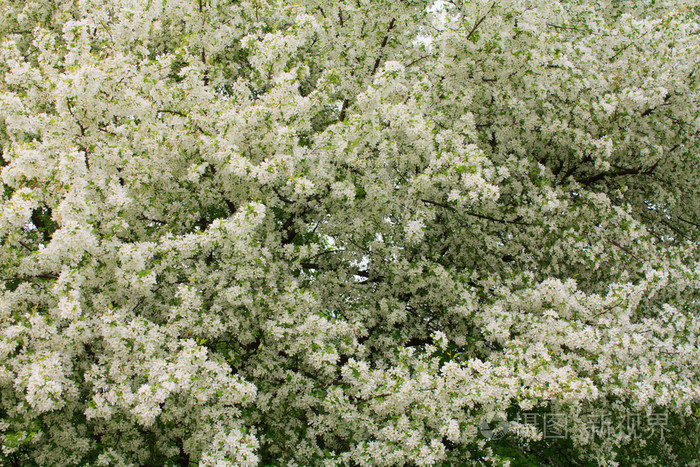 桃花苹果树