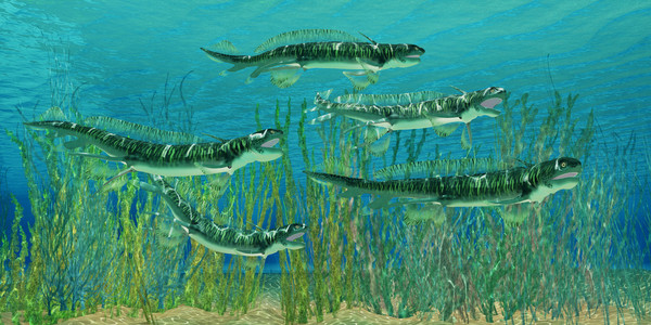 泥盆纪 Orthacanthus 鲨鱼