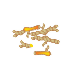 在白色背景上的新鲜姜黄根