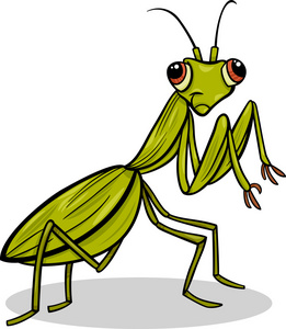 螳螂昆虫卡通插图