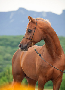 外模侧脸美丽的酸模马的肖像照片