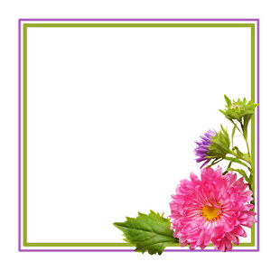 紫苑花组成和框架