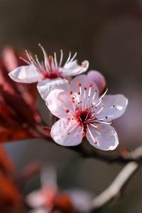 美丽的樱桃花