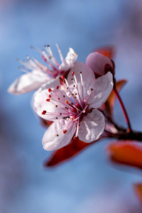 美丽的樱桃花
