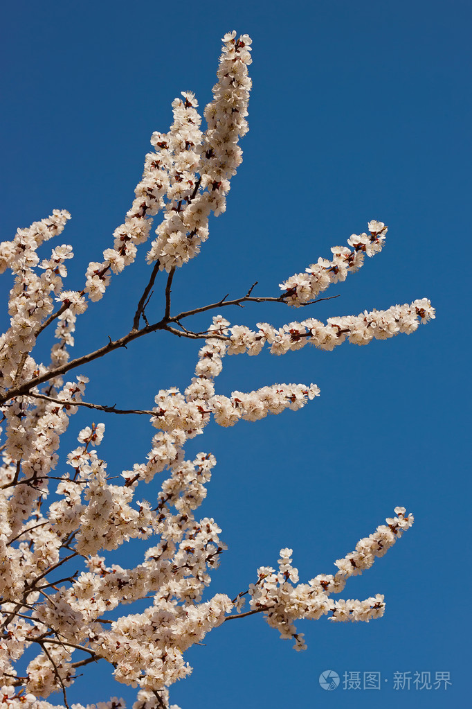 春季开花的树分支