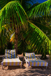 solstolar under palmerna p en tropisk strand