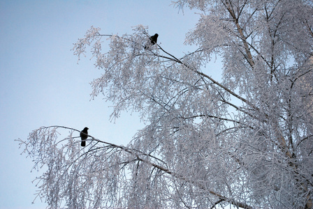 冬天冰雪覆盖森林在晚上