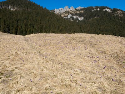 有花的番红花在山上的春景