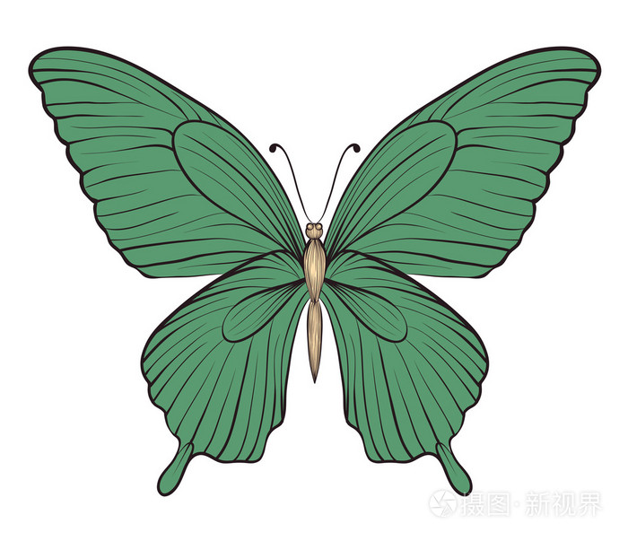 美丽的老式的蝴蝶,孤立的白色背景上.手绘轮廓线和描边
