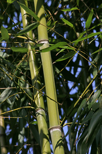 bambus strom vtv