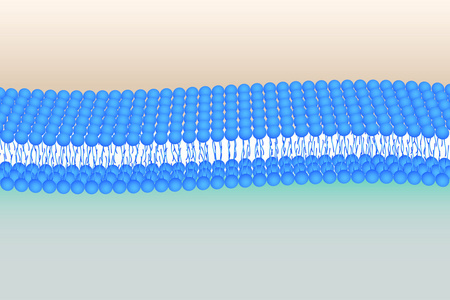 灵活的 phosholipid 双层照片