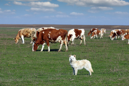 牧羊犬，提供背景的牛羊群