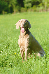 犬只