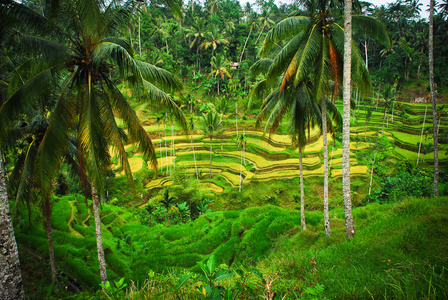 印度尼西亚巴厘岛。绿色的稻田，巴厘岛